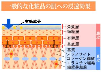 一般的な化粧品の肌への浸透効果